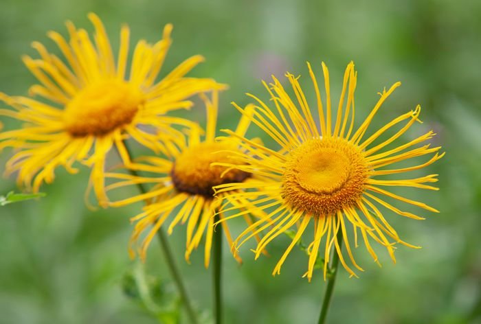 ELECAMPANE- INULA HELENIUM