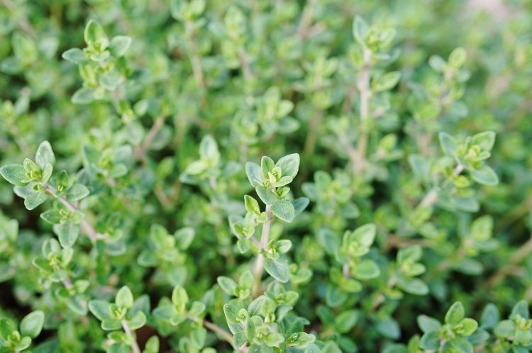 GERMAN THYME- THYMUS VULGARIS – Heartsong Herbs